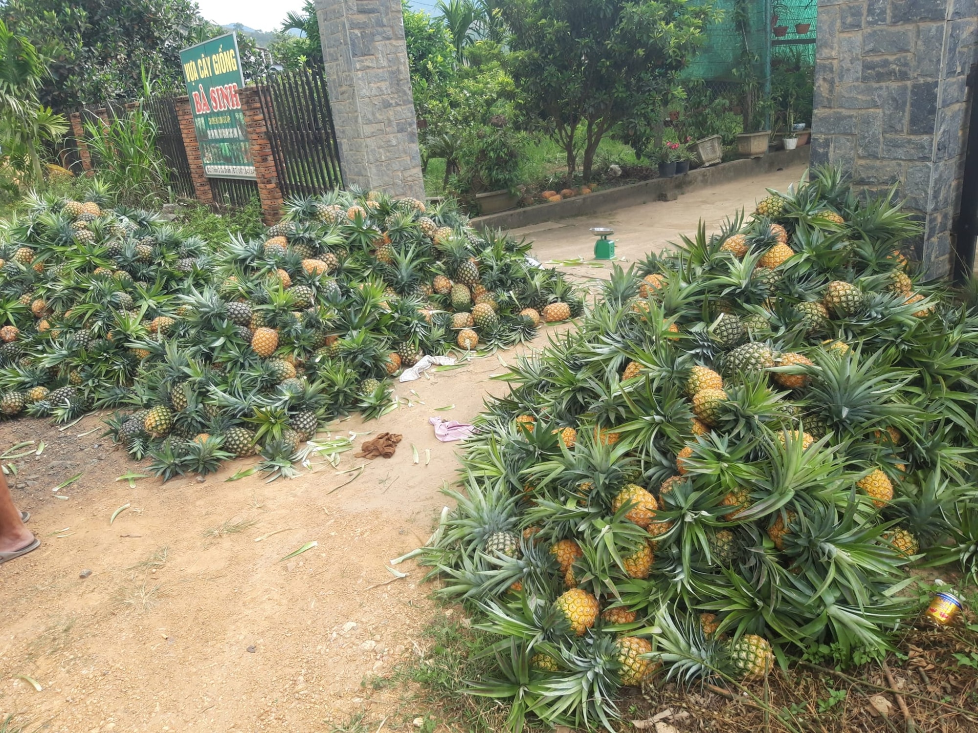 loai dua khong lo khong phai got mat nguoi dan un un mua ve lam nuoc uong giai nhiet hinh 3