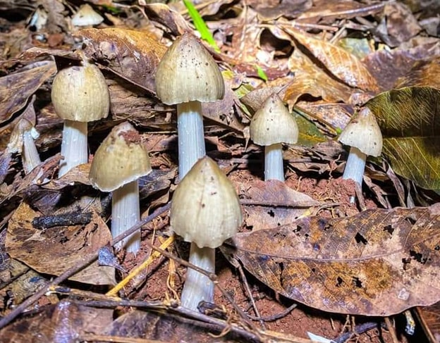 hang gio san lung loai nam moc len tu nhung to moi duoi dat hinh 1