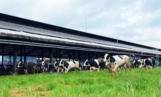 vinamilk tiep nhan thanh cong hon 1500 bo sua nhap tu my ve cac trang trai green farm hinh 5