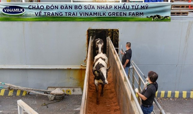 vinamilk tiep nhan thanh cong hon 1500 bo sua nhap tu my ve cac trang trai green farm hinh 1