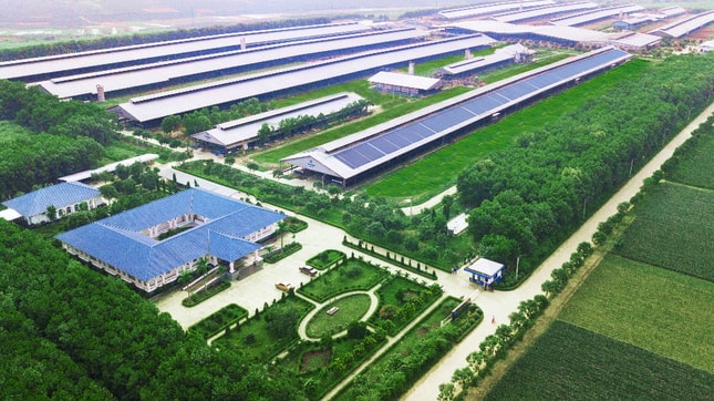 vinamilk tiep nhan thanh cong hon 1500 bo sua nhap tu my ve cac trang trai green farm hinh 7