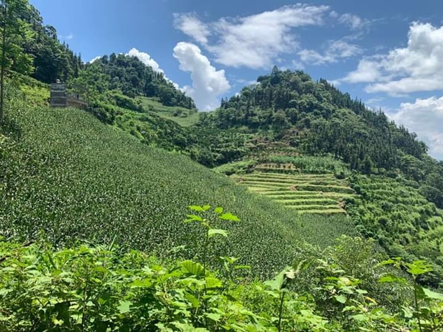 lac van pa di xuong pho mua boi thu hinh 2