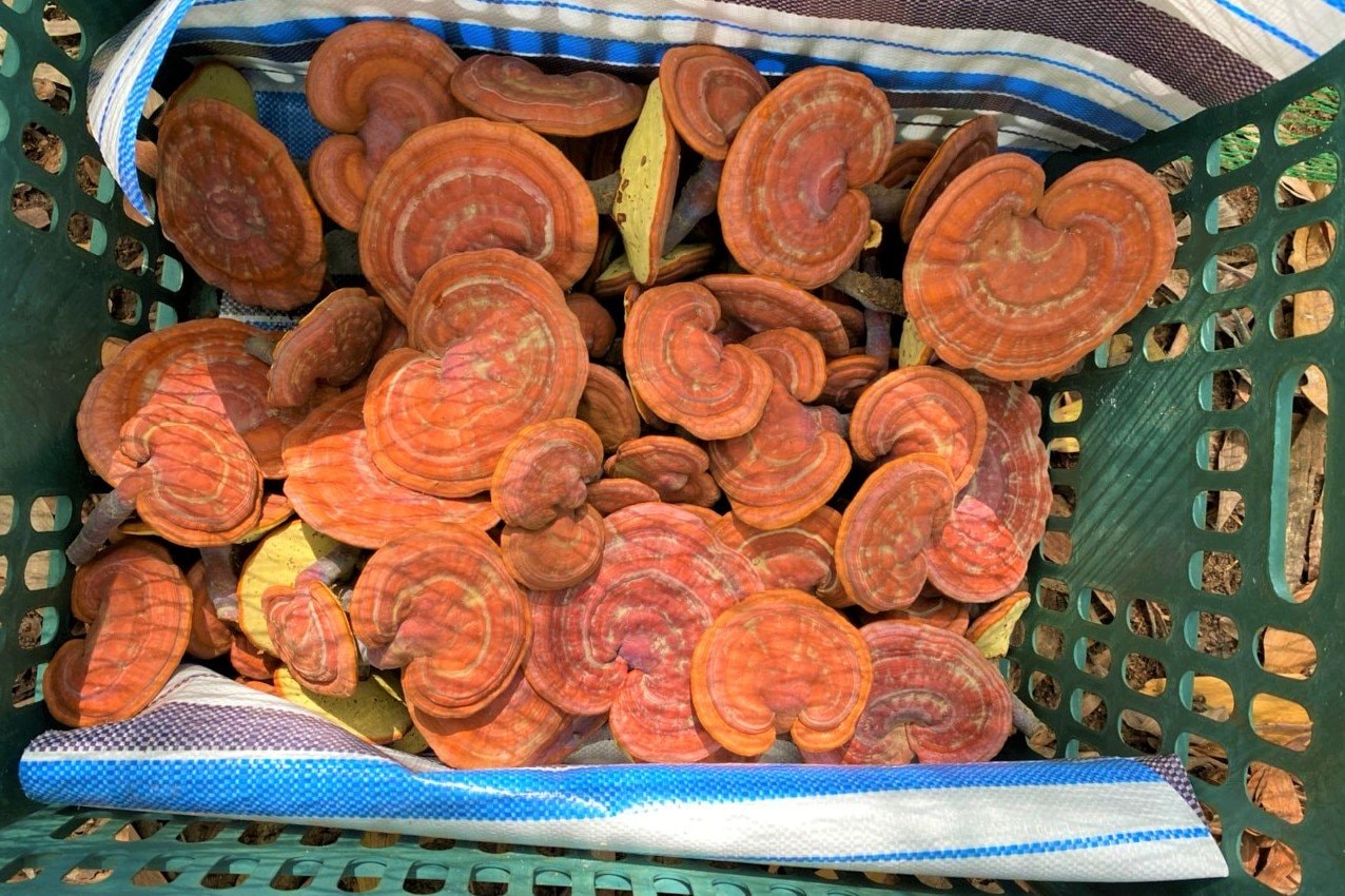 gia lai 4 thang thu ve 50 trieu dong nho lieu linh trong nam linh chi do duoi tan rung hinh 4