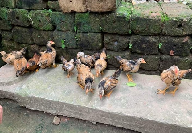 ga tre bac ti hon duoc gioi sanh choi o ha noi san don hinh 2