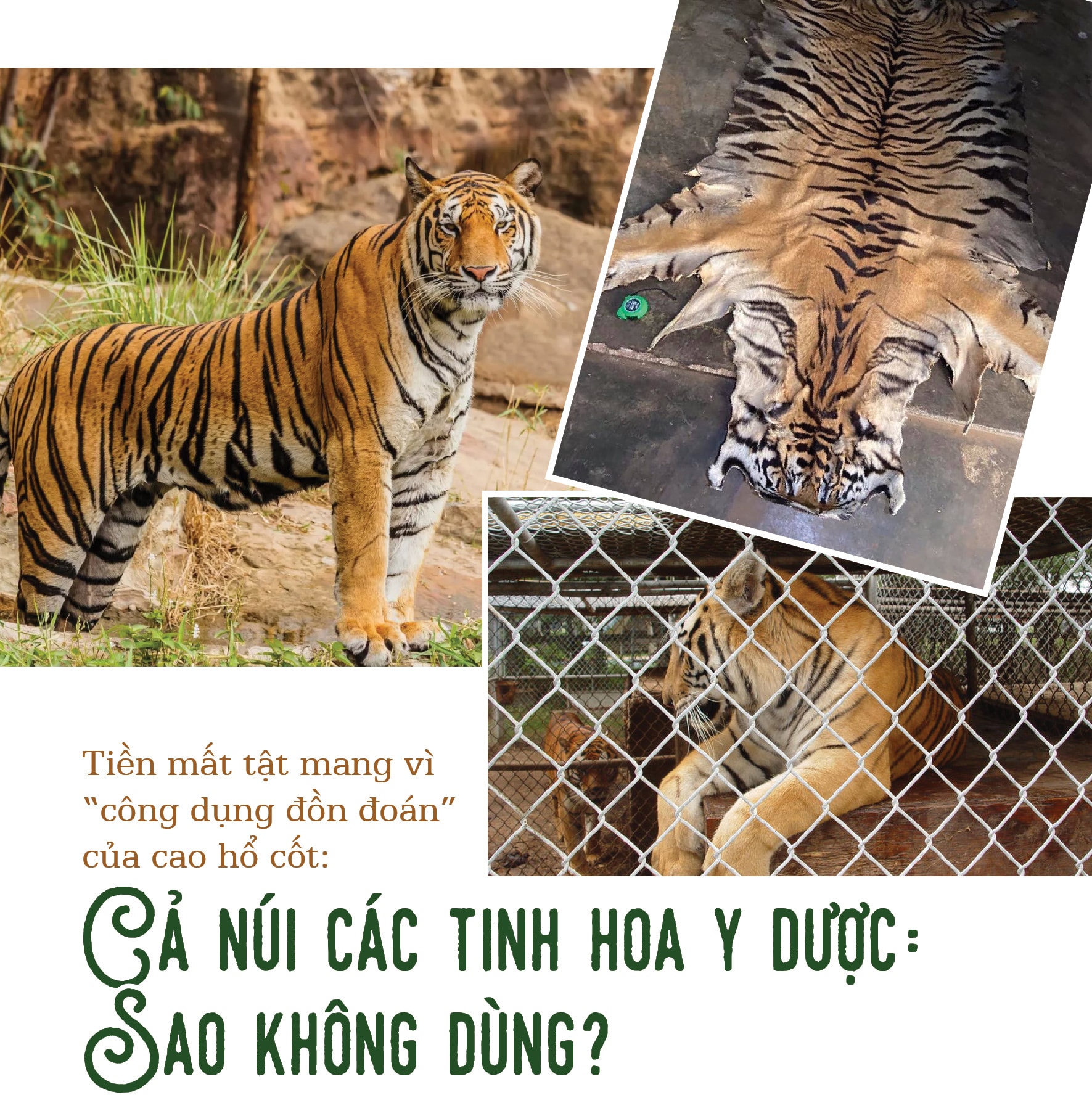 tien mat tat mang vi cong dung don doan cua cao ho cot ca nui cac tinh hoa y duoc sao khong dung hinh 1