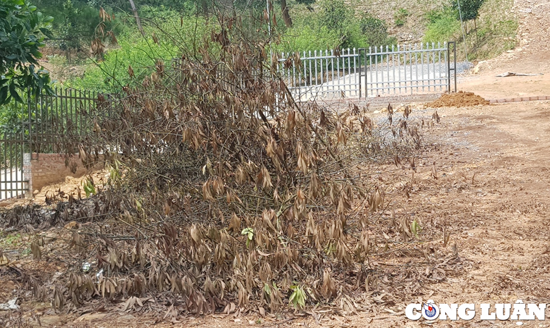 nhieu biet thu khach san lai moc trong khu vuc dat rung o soc son sau ket luan thanh tra hinh 13