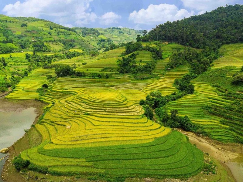 dep me hon nhung canh dong lua chin vao thu hinh 1