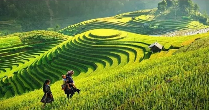 dep me hon nhung canh dong lua chin vao thu hinh 2