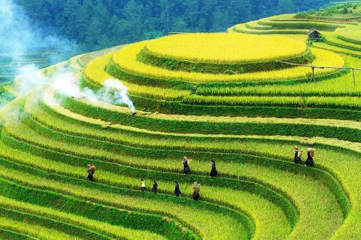 dep me hon nhung canh dong lua chin vao thu hinh 7