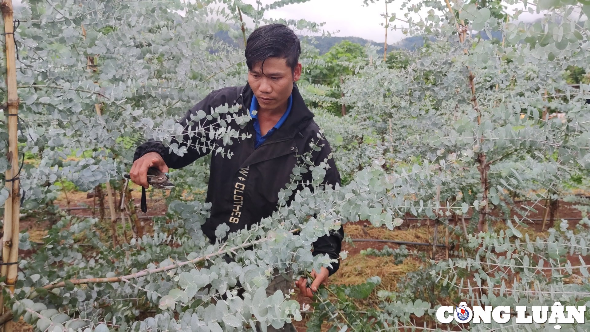 chang trai vung kho lam giau tu cay do la bac dut tui tu 2 3 trieu dong ngay hinh 1