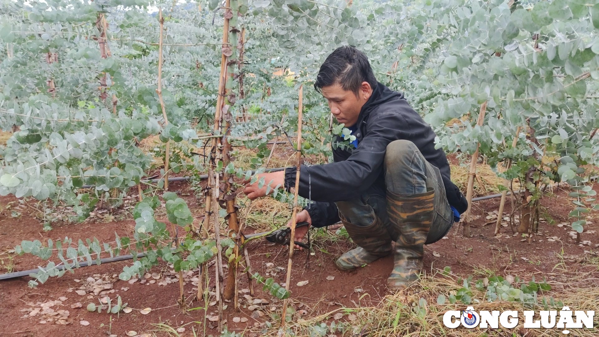 chang trai vung kho lam giau tu cay do la bac dut tui tu 2 3 trieu dong ngay hinh 2