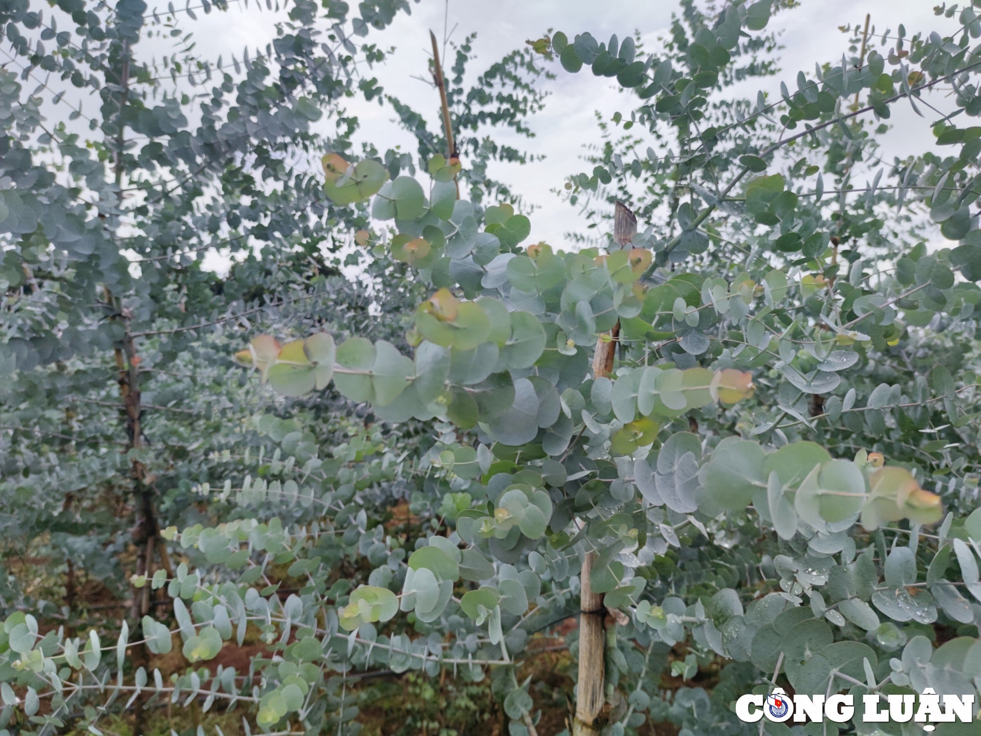chang trai vung kho lam giau tu cay do la bac dut tui tu 2 3 trieu dong ngay hinh 3