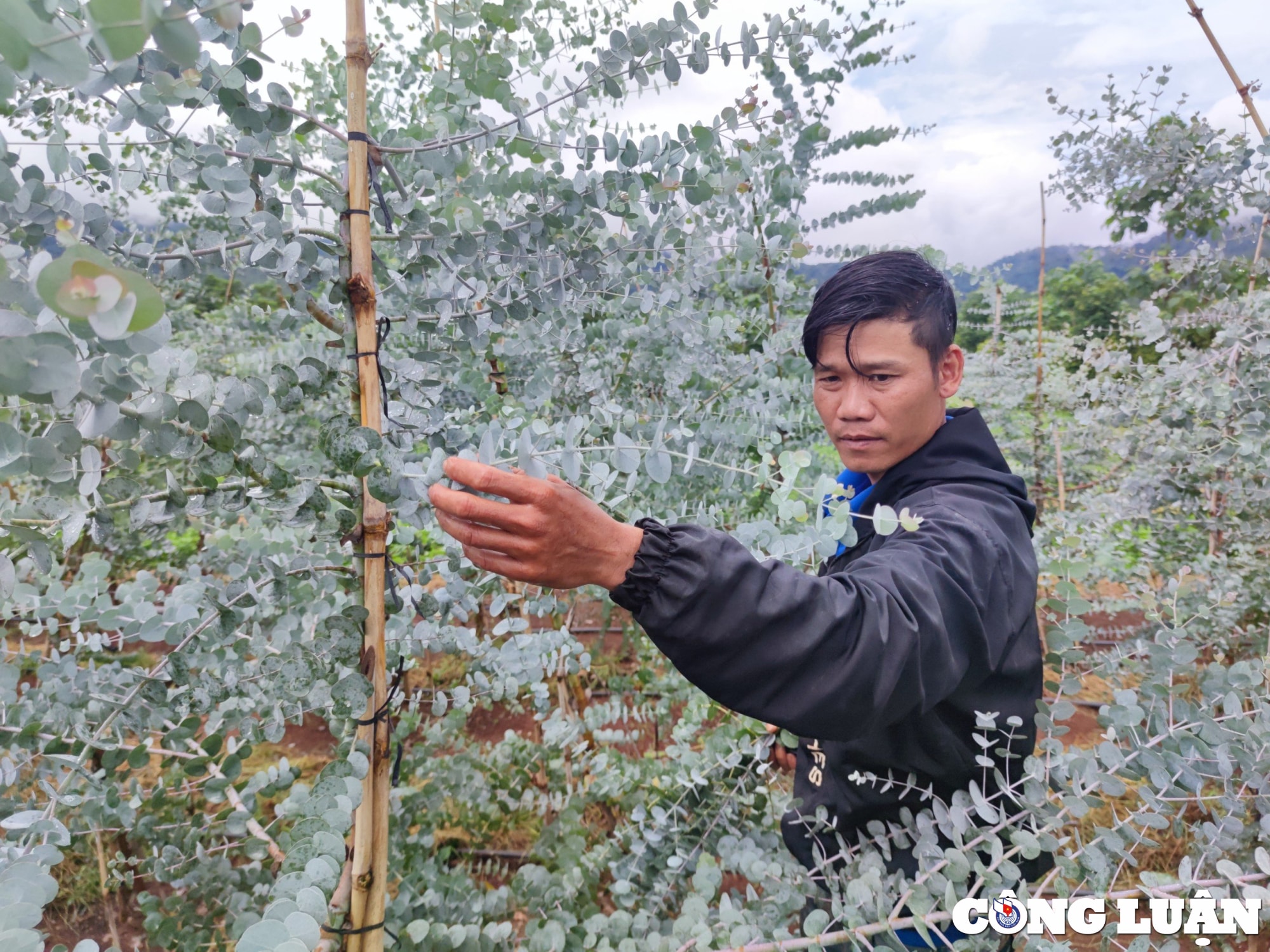 chang trai vung kho lam giau tu cay do la bac dut tui tu 2 3 trieu dong ngay hinh 4