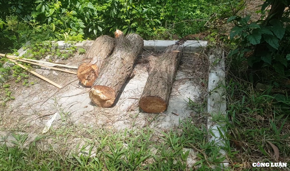 khach san amaya home soc son ngang nhien xay dung tren dat lam nghiep hinh 3