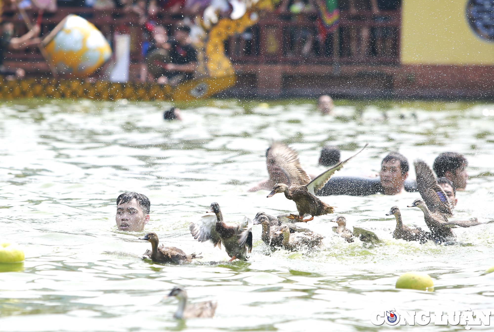 ha noi doc dao tro choi nem buoi bat vit tai ao chua trieu khuc hinh 2