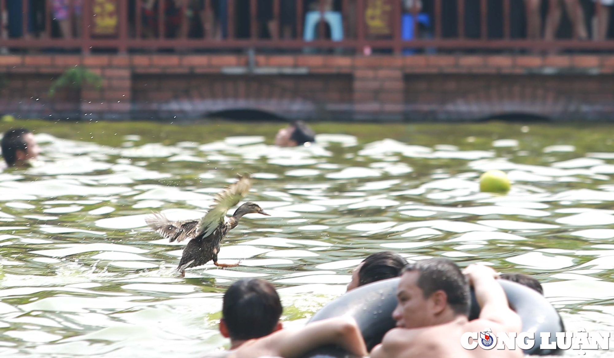 ha noi doc dao tro choi nem buoi bat vit tai ao chua trieu khuc hinh 11