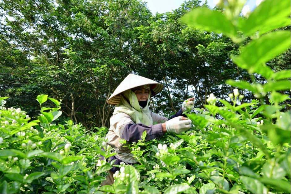 nong dan ha noi hai ra tien nho trong hoa nhai hinh 1