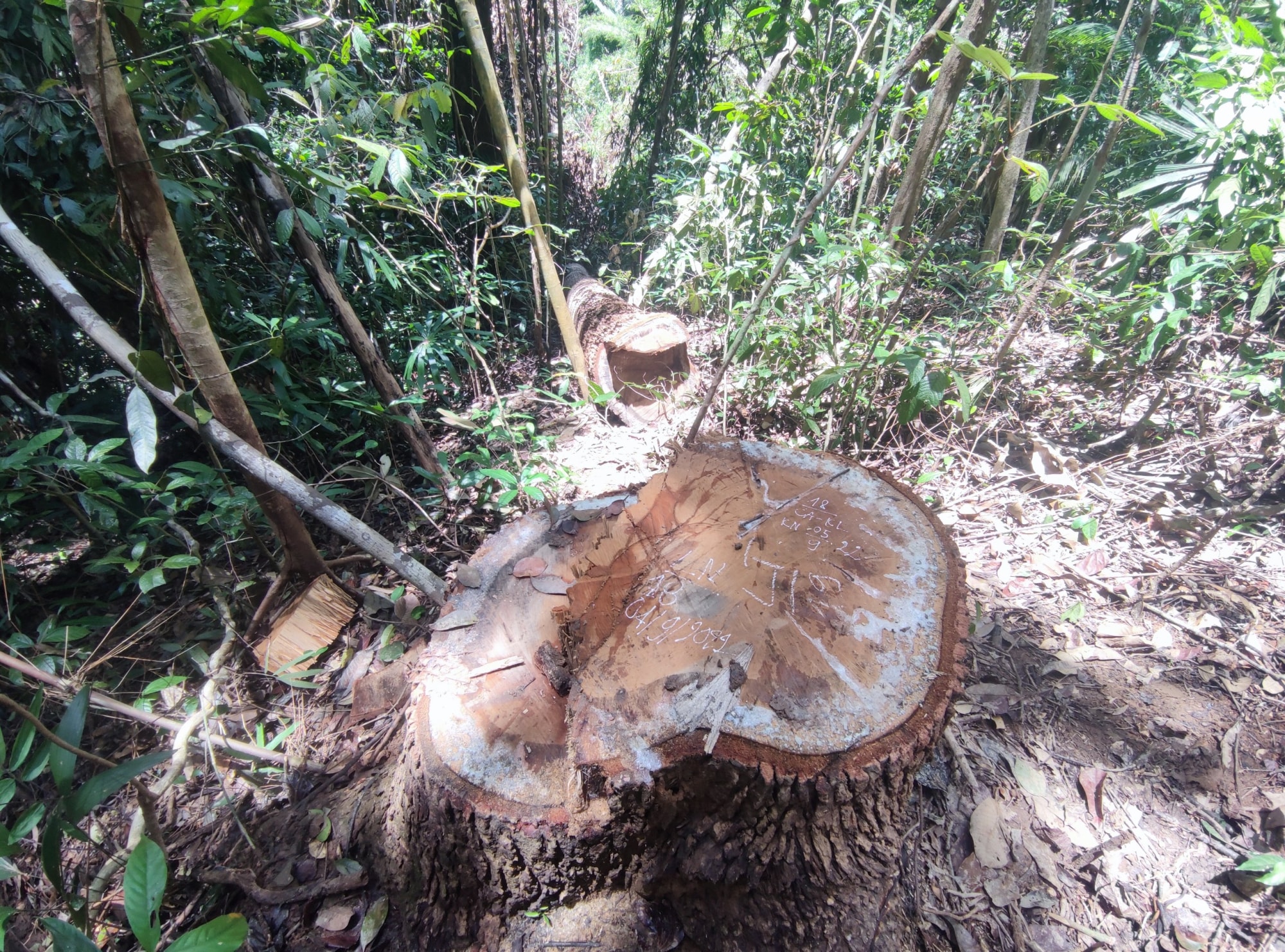 canh rung co thu o kon tum bi pha tan hoang bat tam giam 3 doi tuong hinh 2