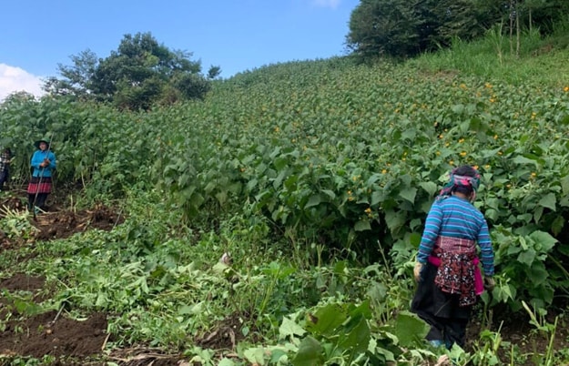 dac san khoai sam lao cai dat hang vao mua thu hoach hinh 1