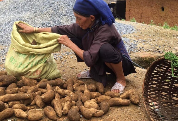 dac san khoai sam lao cai dat hang vao mua thu hoach hinh 2