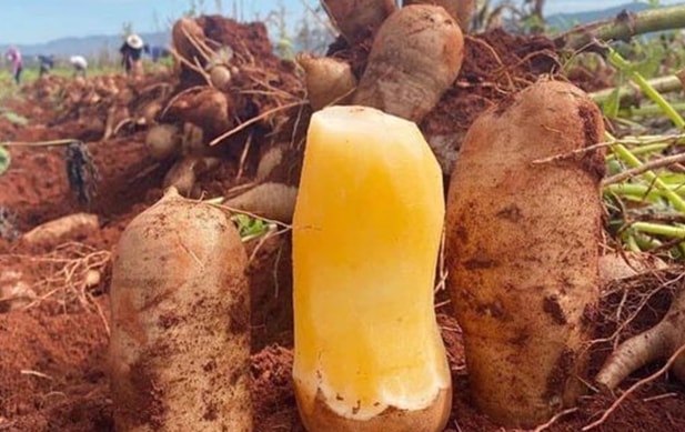dac san khoai sam lao cai dat hang vao mua thu hoach hinh 3