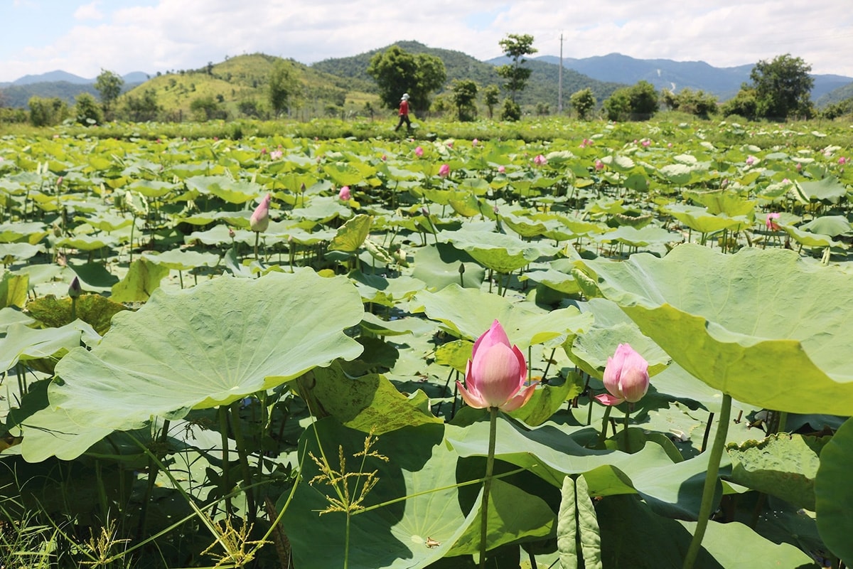 vung dong bao dan toc thieu so binh thuan khoi sac nho cac chinh sach dac thu quan trong hinh 4