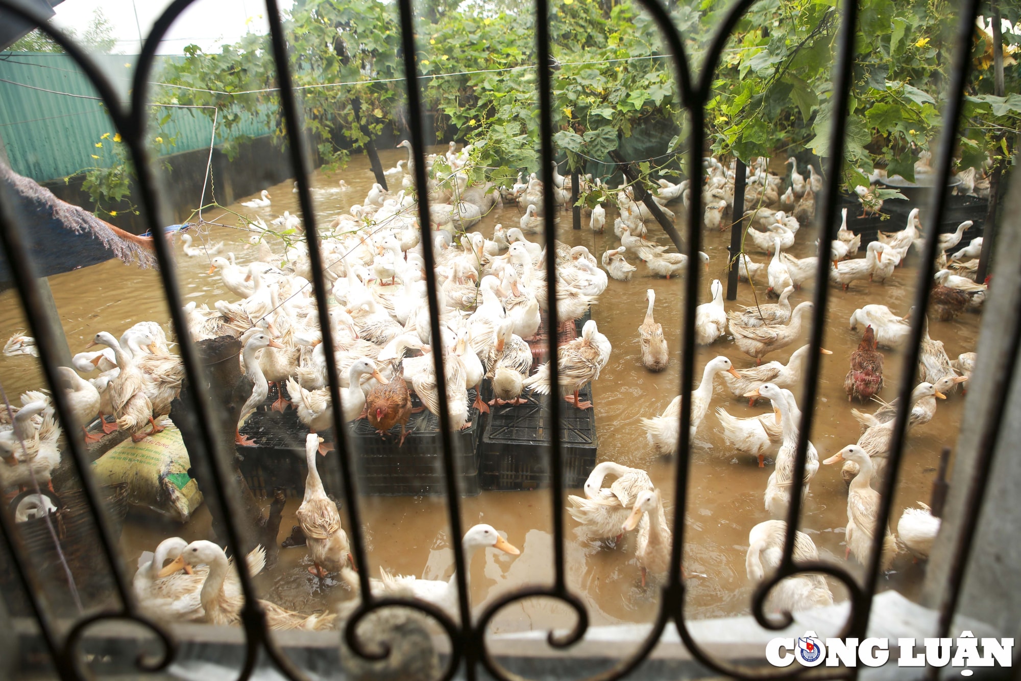 nghe an anh huong bao noru nhieu xa bi chia cat trong bien nuoc hinh 10