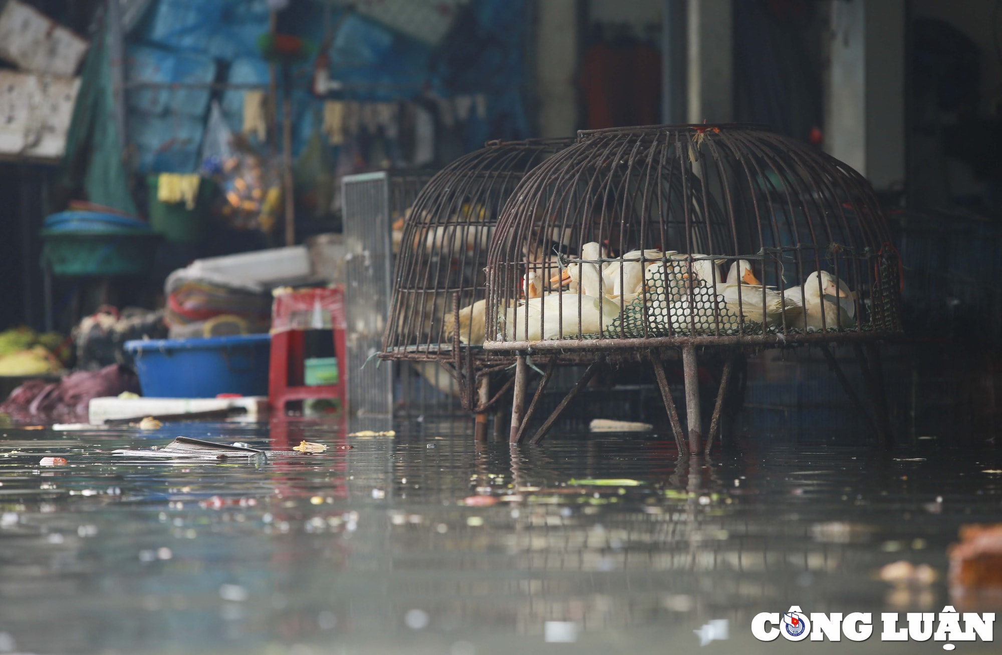 nghe an cho vinh ngap sau sau mua lon hinh 10