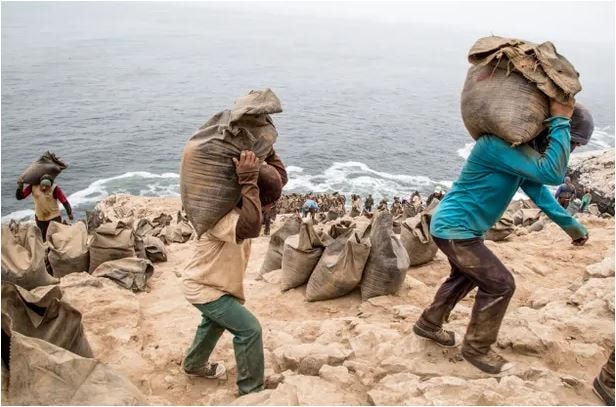 peru khan hiem phan bon khien nong dan chuyen sang bon phan chim hinh 1