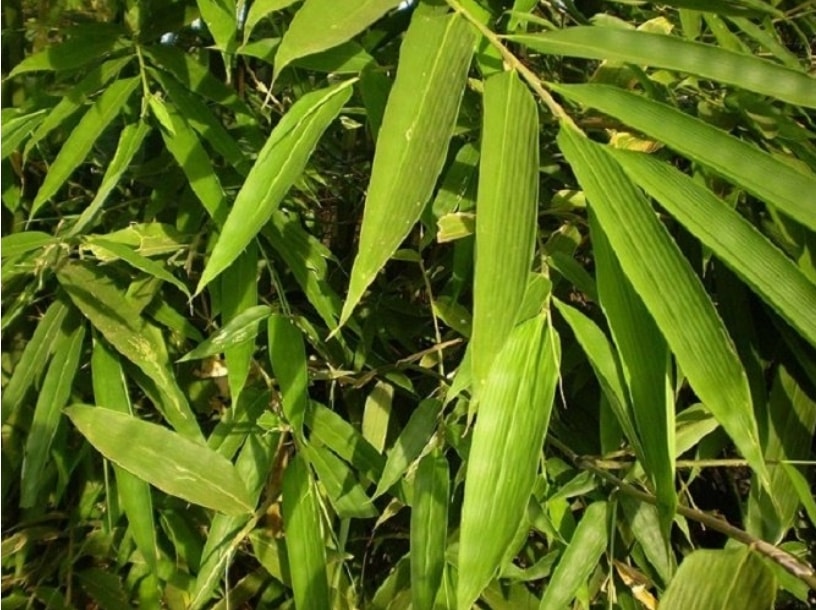 nhung bai thuoc dan gian chua sot xuat huyet hinh 2