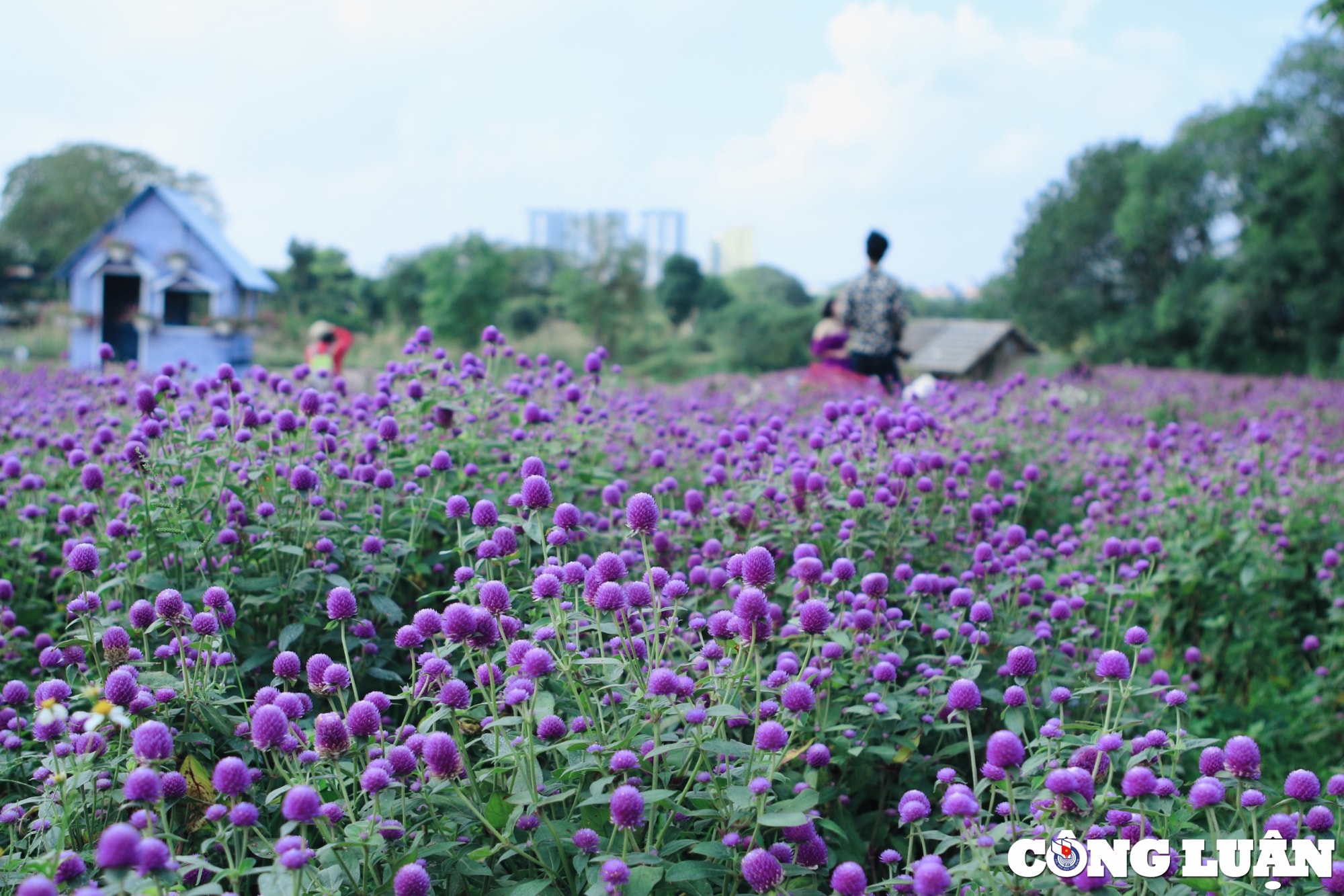 gioi tre ha noi dua nhau chup hinh ben vuon hoa cuc bach nhat hinh 2