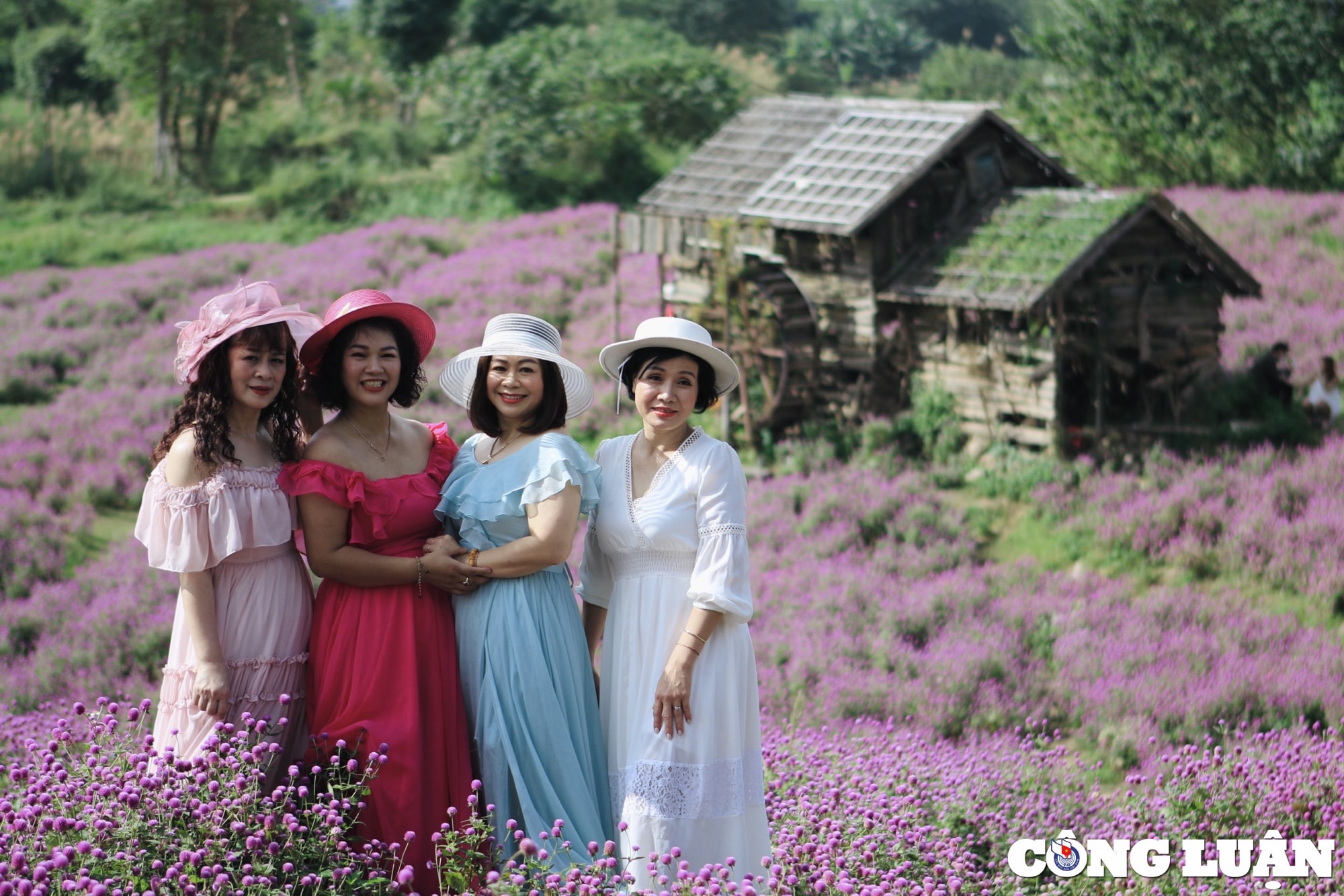 gioi tre ha noi dua nhau chup hinh ben vuon hoa cuc bach nhat hinh 4