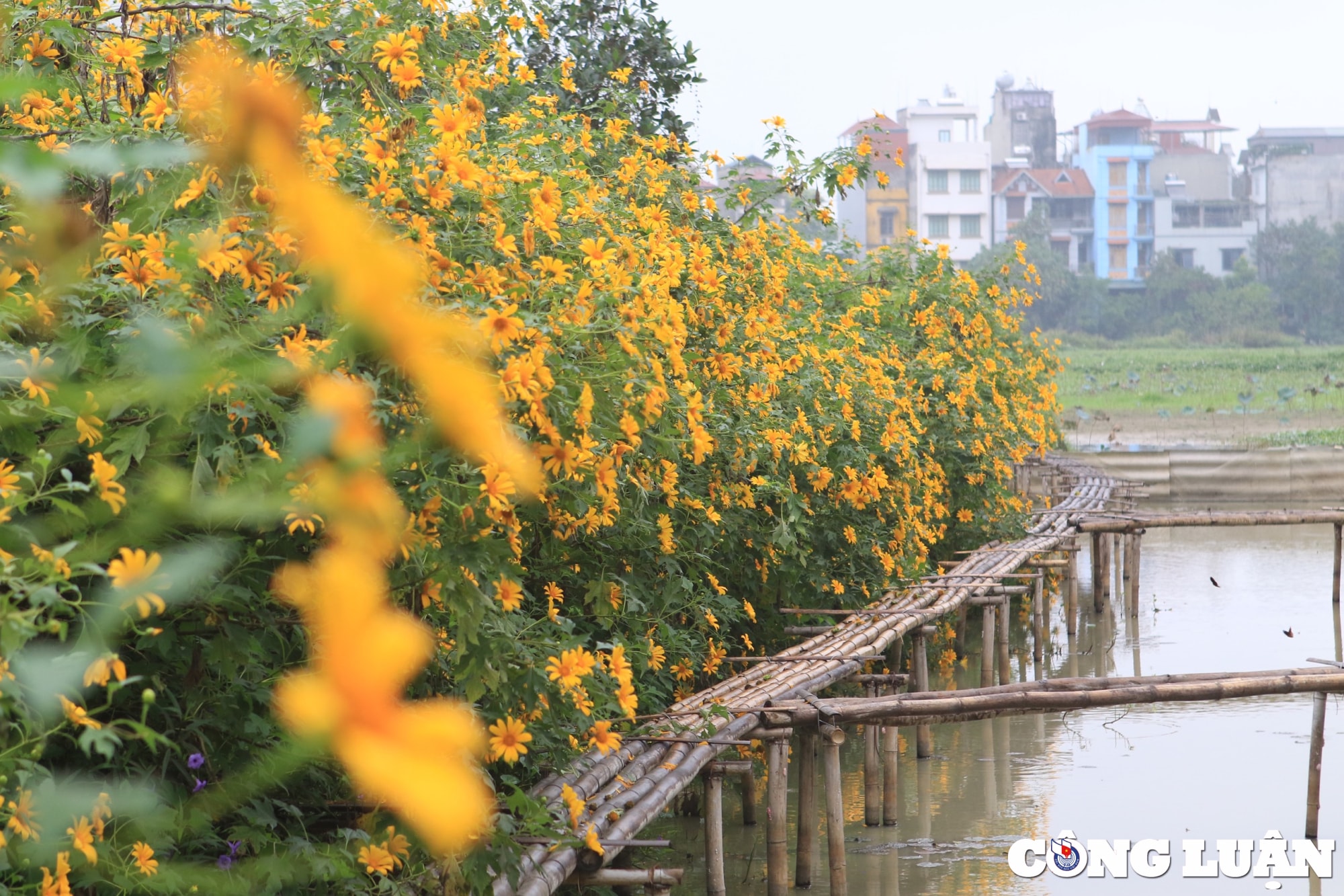 xuat hien vuon hoa da quy sieu dep giua trung tam thu do ha noi hinh 8