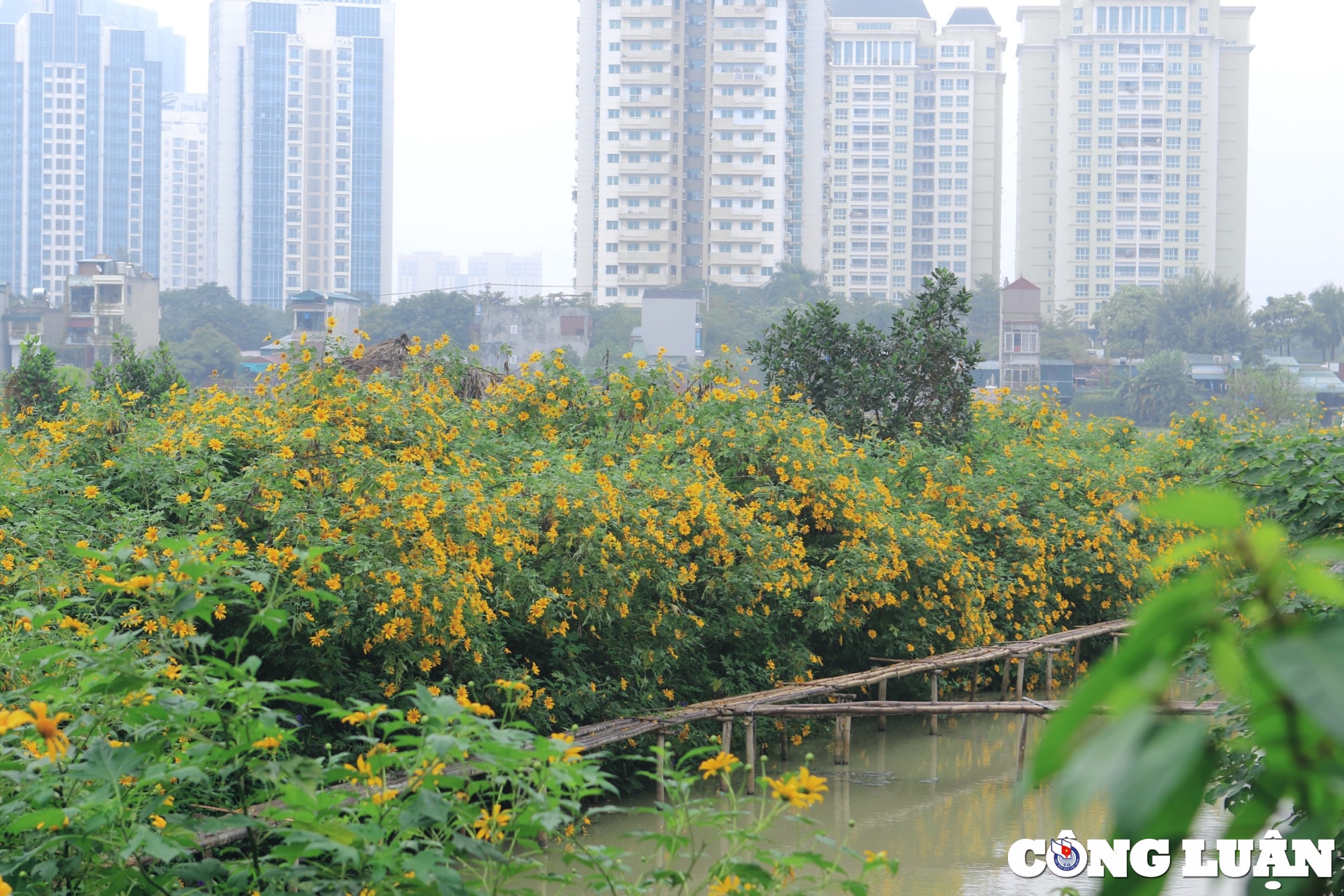 xuat hien vuon hoa da quy sieu dep giua trung tam thu do ha noi hinh 5