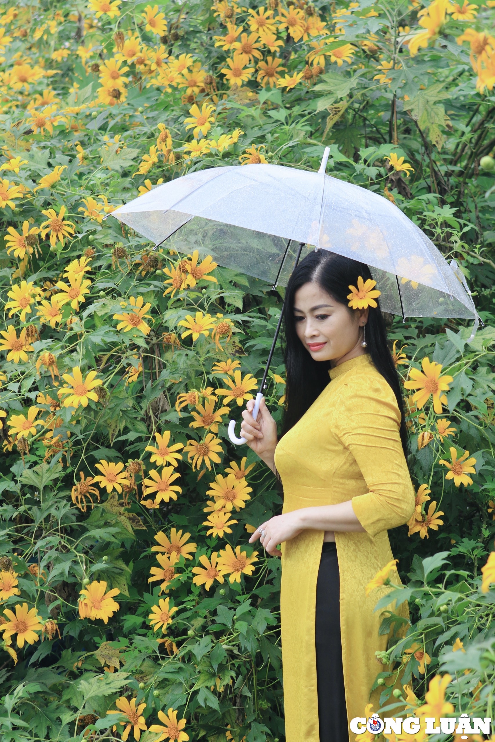 xuat hien vuon hoa da quy sieu dep giua trung tam thu do ha noi hinh 3