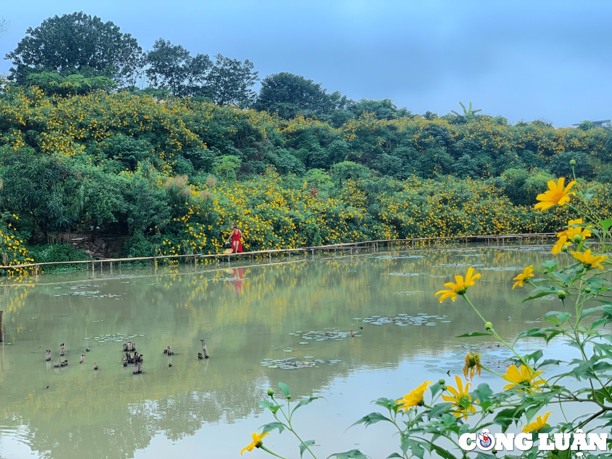 xuat hien vuon hoa da quy sieu dep giua trung tam thu do ha noi hinh 1