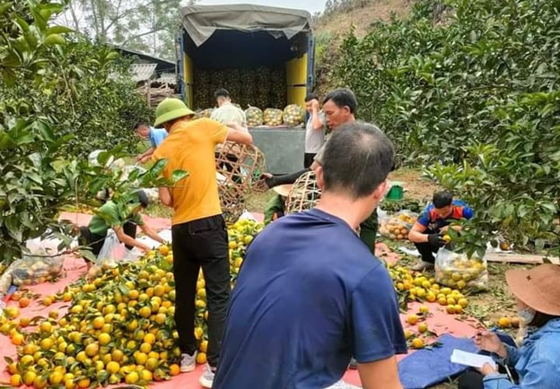 duoc gia mua thu hoach nguoi trong cam vinh phan khoi cho tet hinh 3