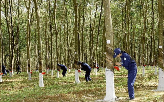 cao su phuoc hoa phr co phieu vua hoi phuc lanh dao lien ban ra nhieu hon so voi luong dang ky hinh 1