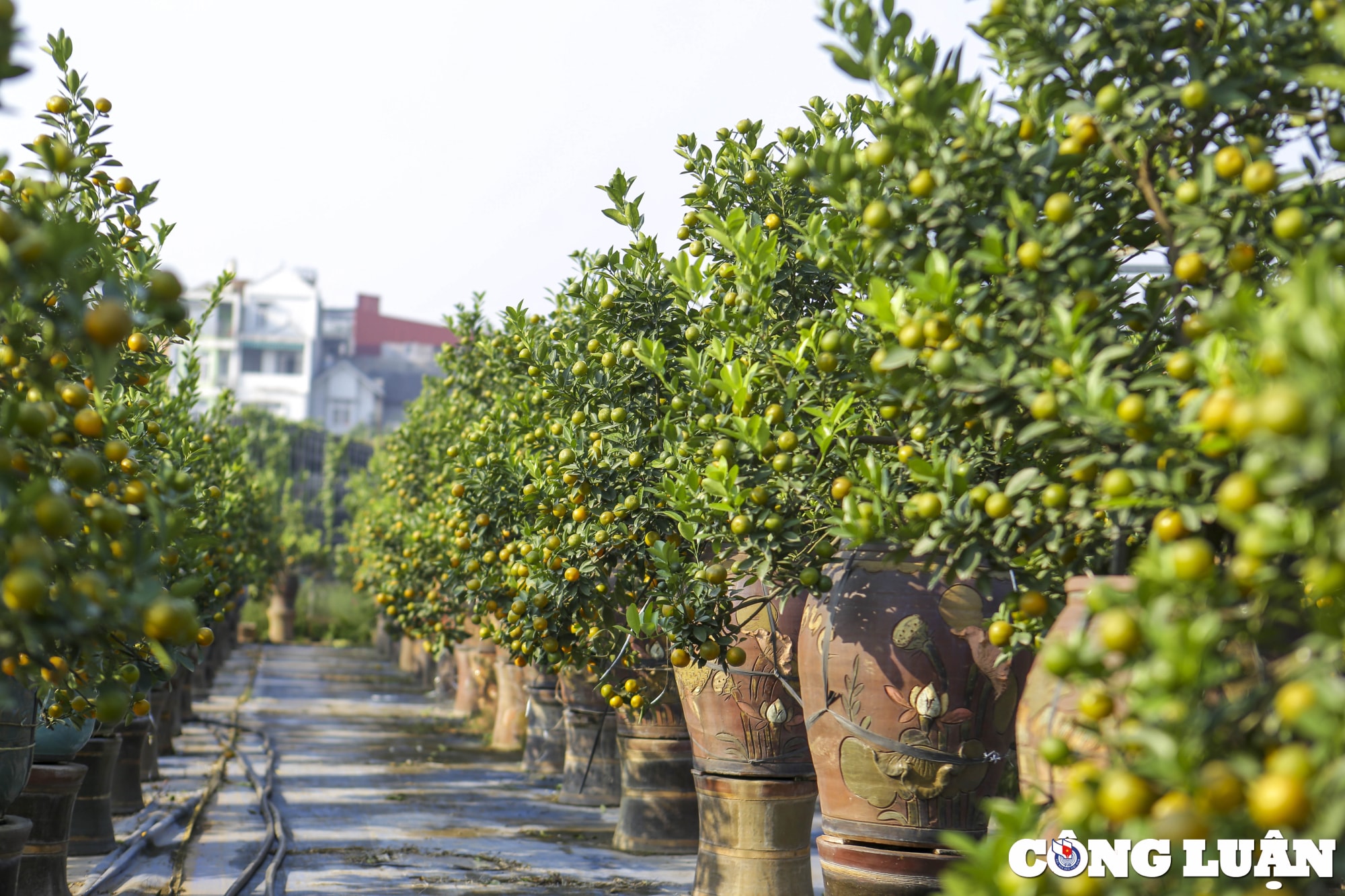 ha noi lang quat tu lien tat bat chuan bi vao vu tet hinh 8