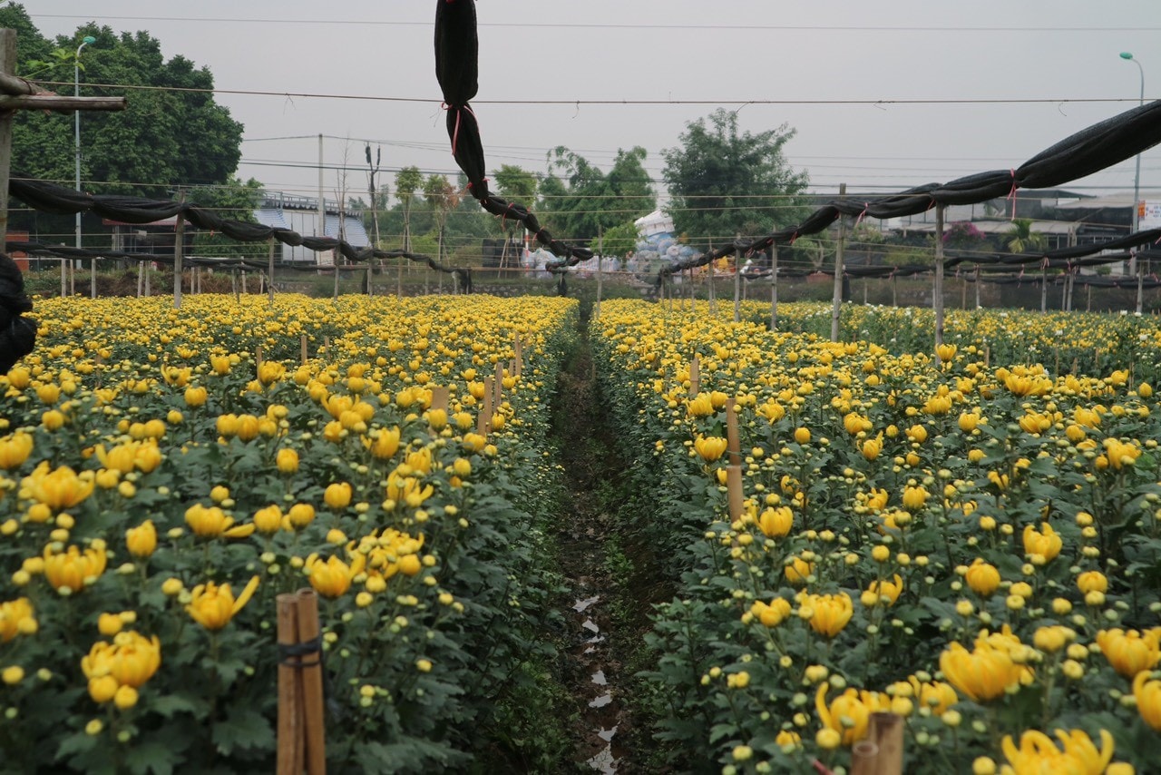 nong dan ha noi tat bat cham hoa vu tet hinh 1