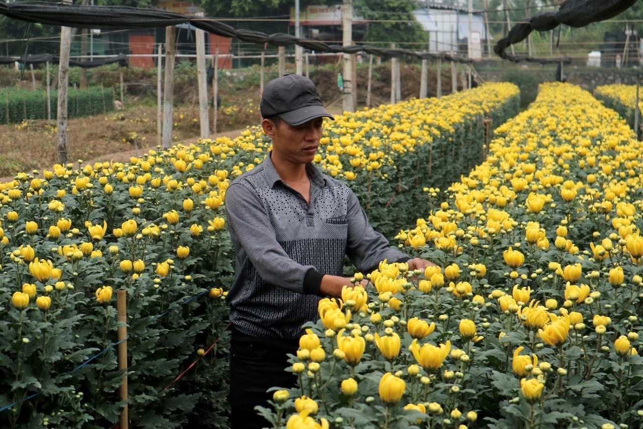 nong dan ha noi tat bat cham hoa vu tet hinh 2