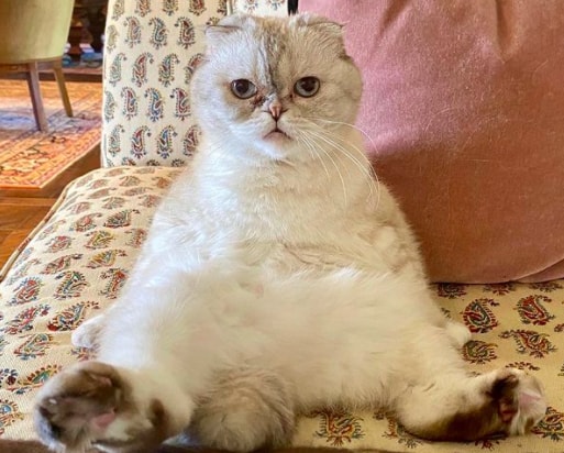 meo cua taylor swift la thu cung gia tri thu ba tren the gioi hinh 1