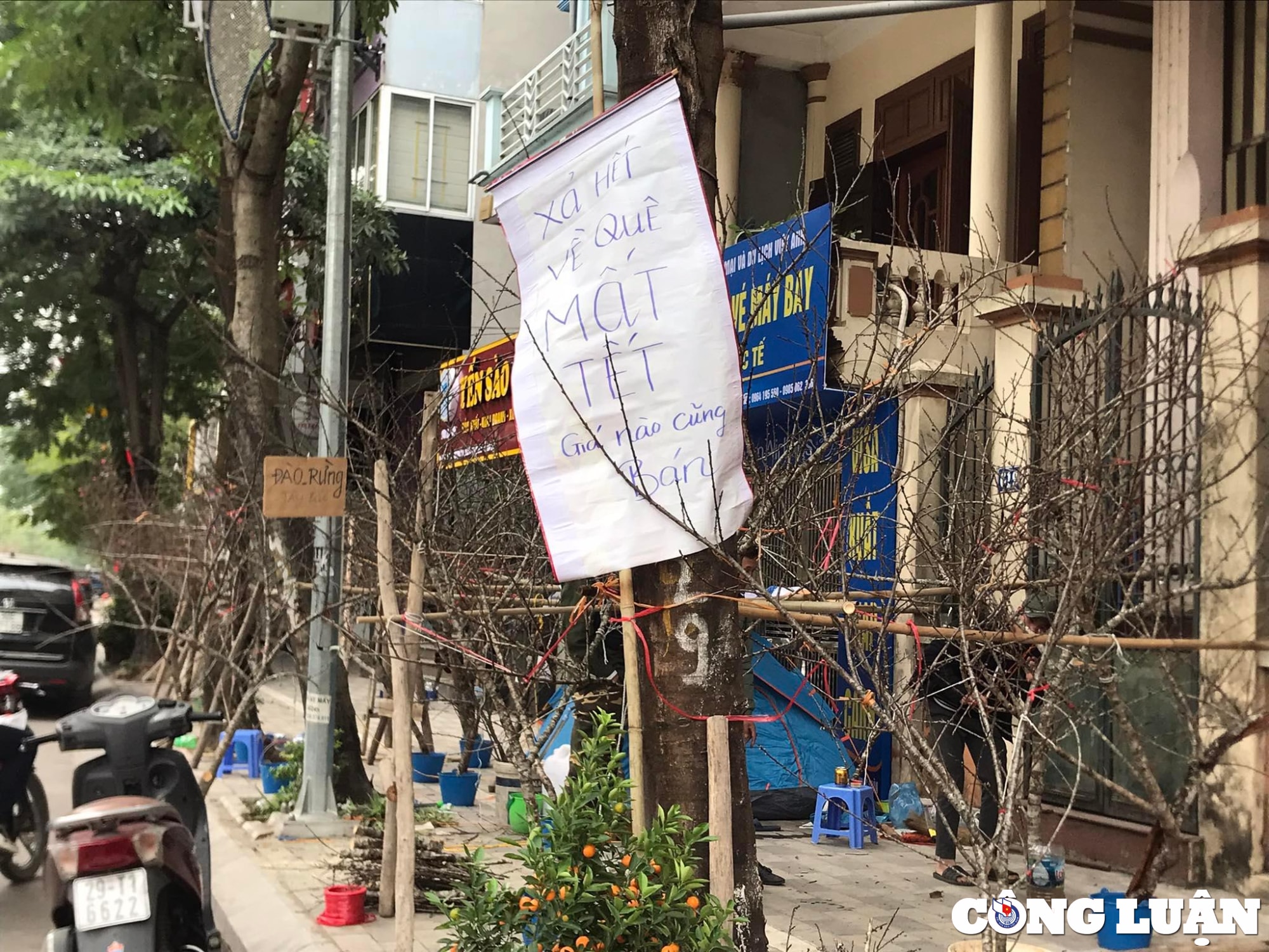 dao quat sale sap san van vang khach mua hinh 1