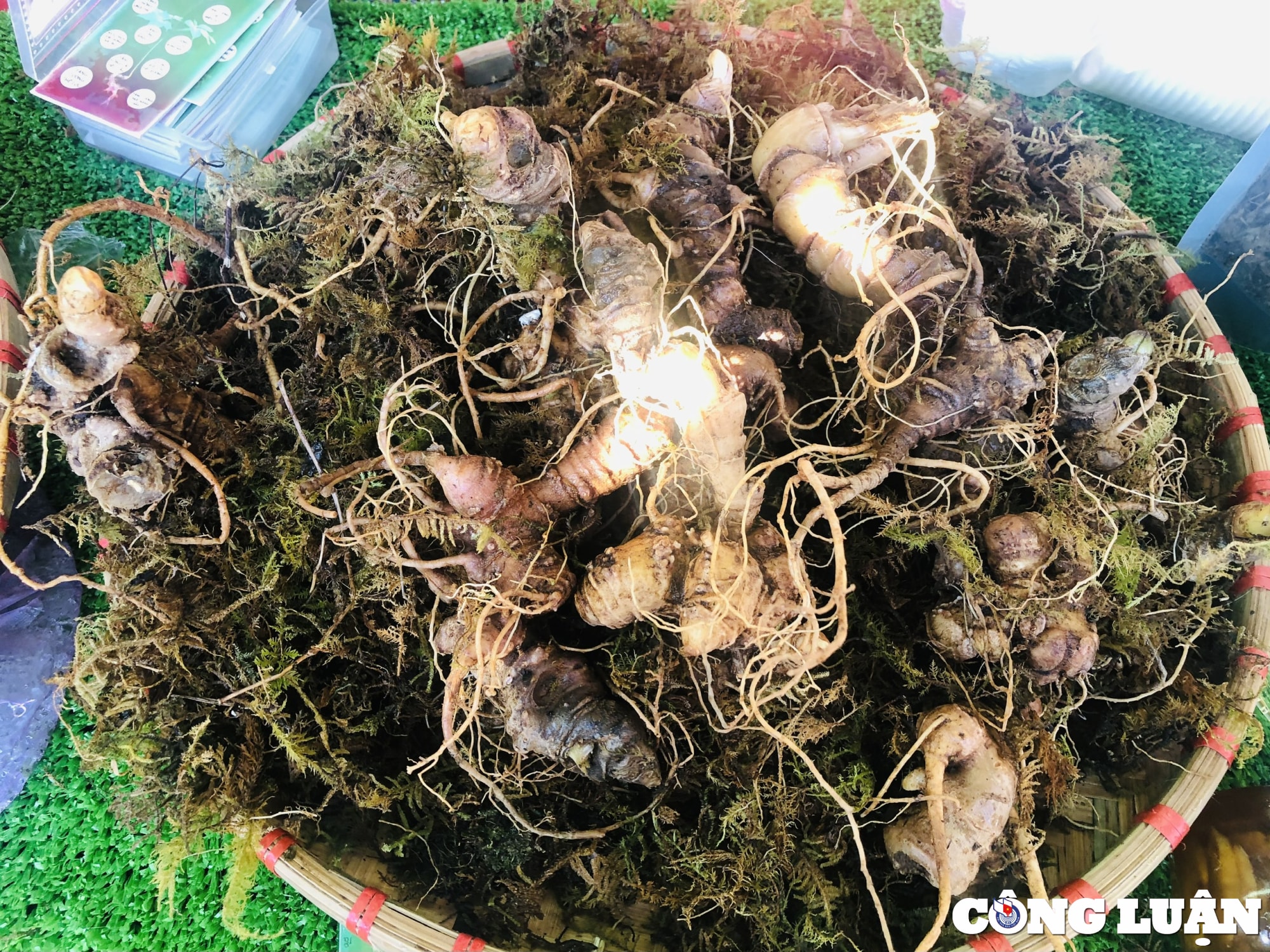 diem mat nhung cu sam khung tai phien cho sam ngoc linh lan 2 hinh 1