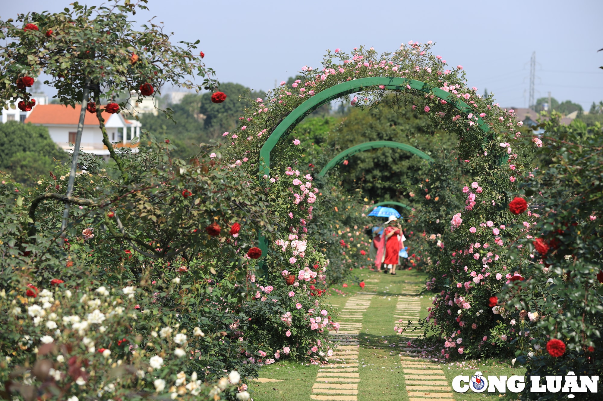 kham pha vuon hoa hong khong lo dep nhu tranh o ha noi hinh 1