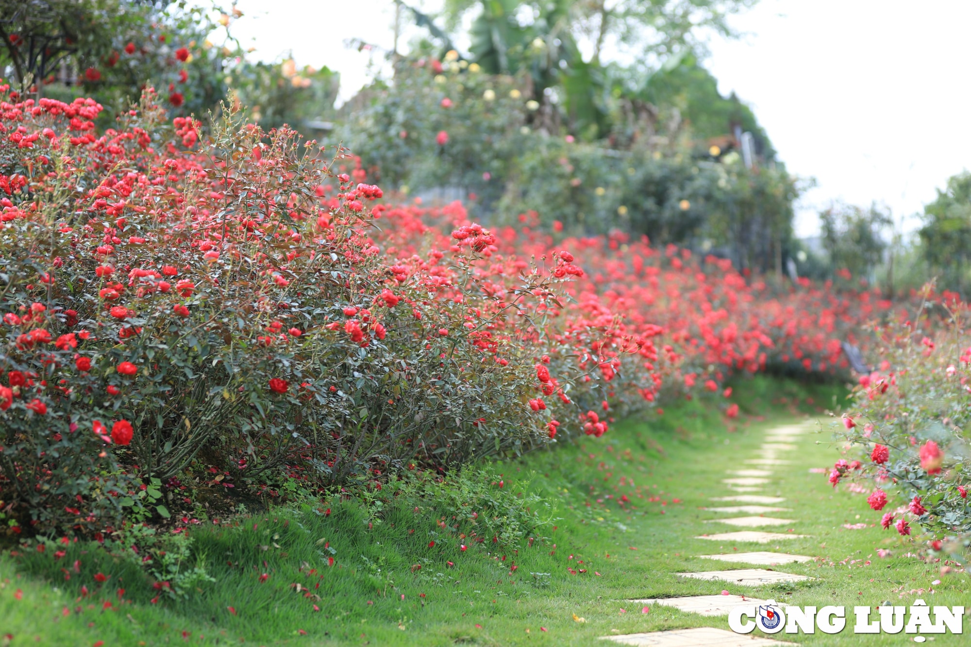 kham pha vuon hoa hong khong lo dep nhu tranh o ha noi hinh 2