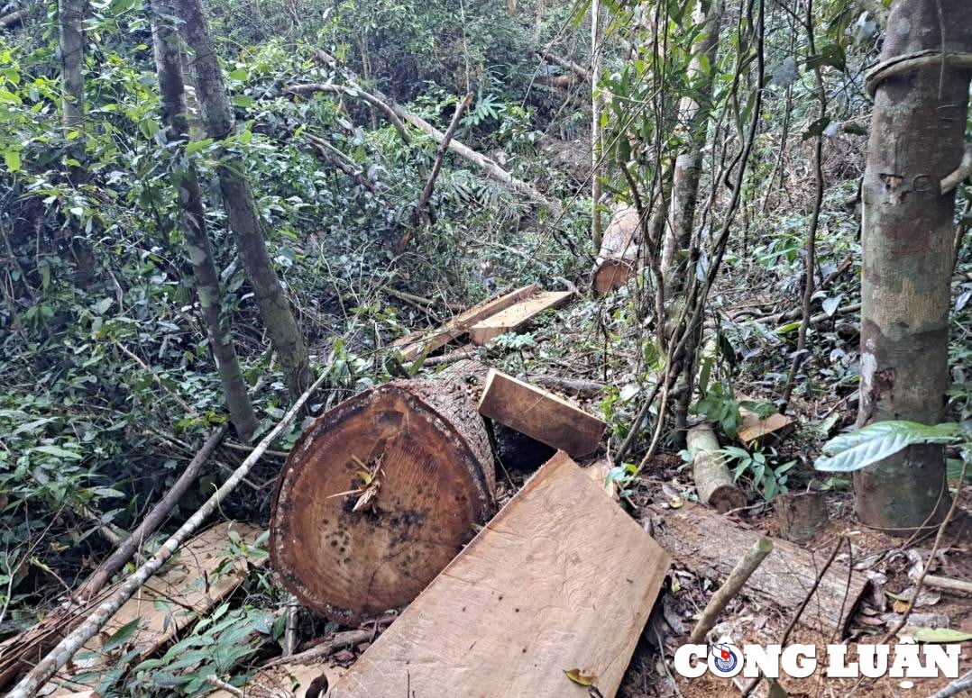 gia lai lam tac ngang nhien vao rung don ha go roi dot goc phi tang hinh 1