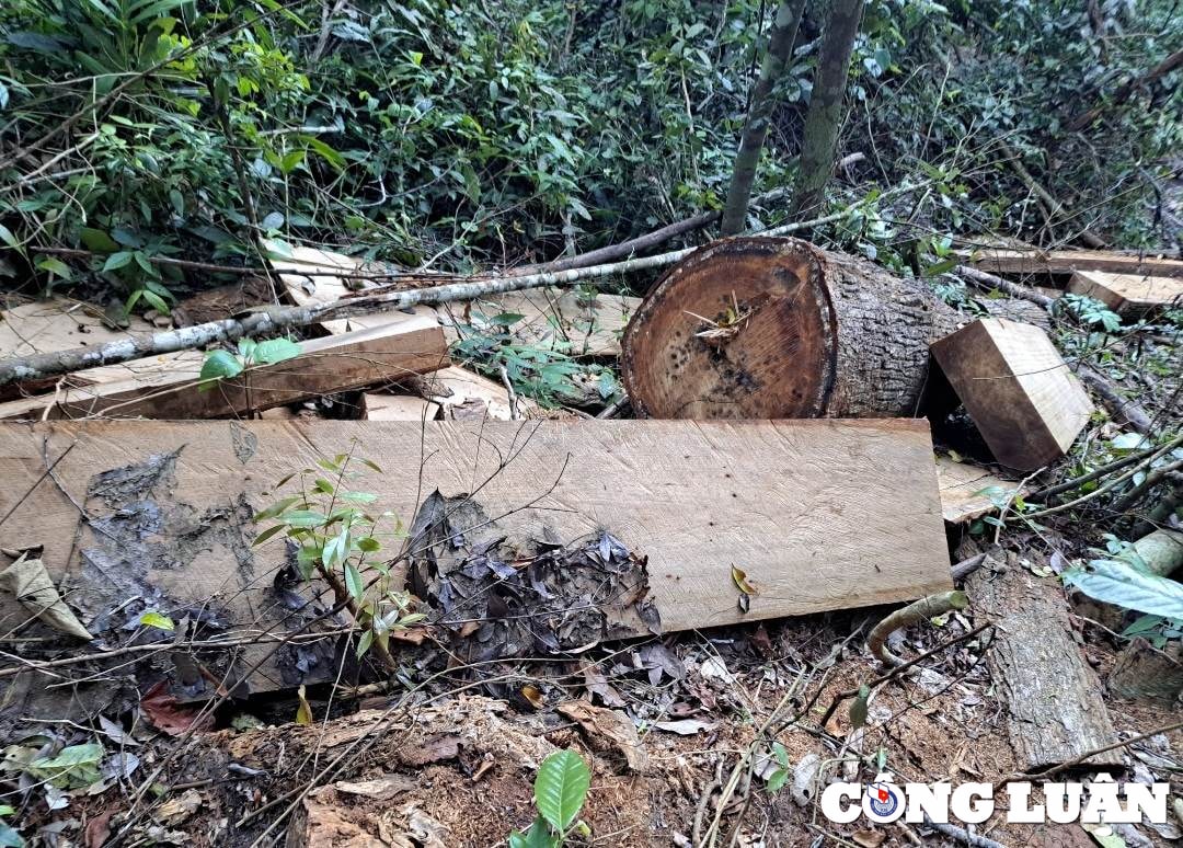 gia lai lam tac ngang nhien vao rung don ha go roi dot goc phi tang hinh 3