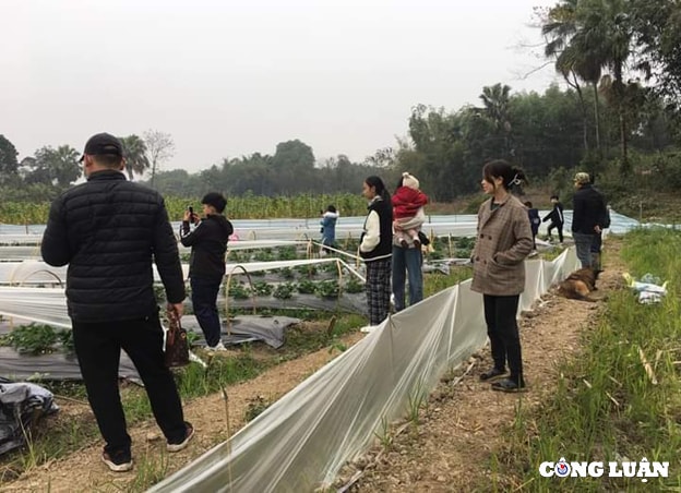 dich vu hai dau tay tai vuon thu hut khach hang toi tham quan trai nghiem hinh 3