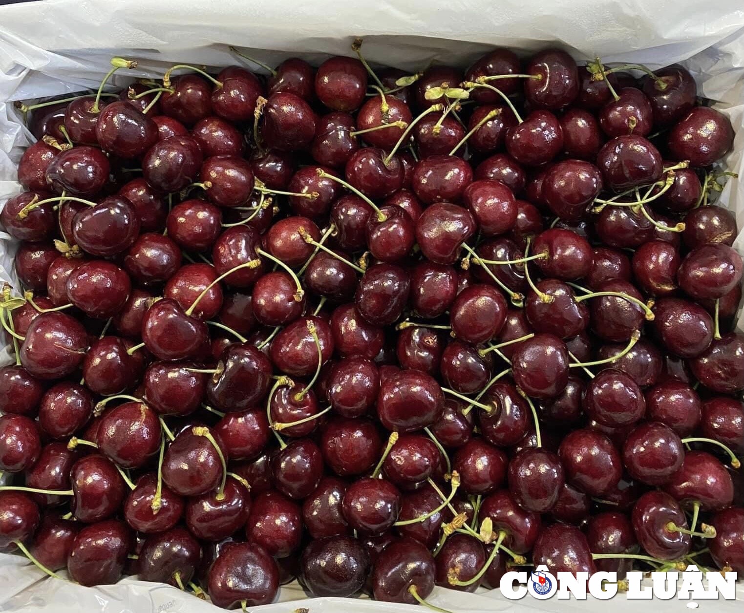 cherry ngoai gia re do xo cho viet hinh 1